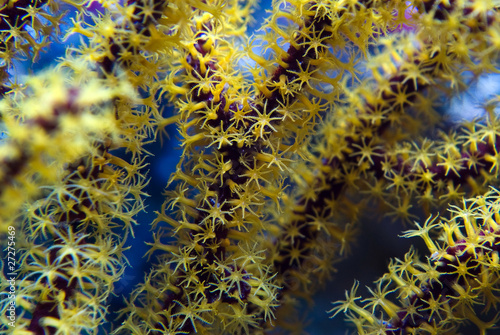 Obraz na płótnie Menella sea fan w salonie