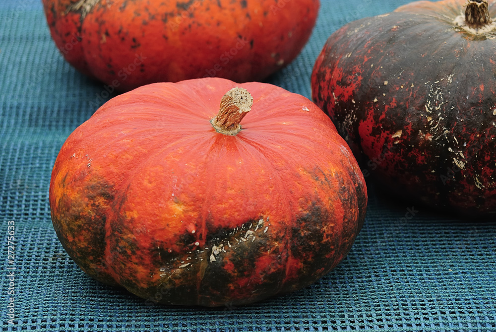 roter zentner StockFoto Adobe Stock