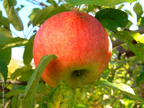 Apfel