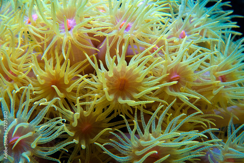 Obraz na płótnie Sun coral w salonie