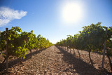 Ribera del Duero vineyard against sunlight