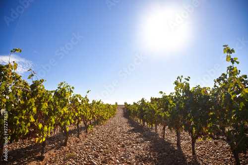 Obraz na plátně Ribera del Duero vineyard against sunlight
