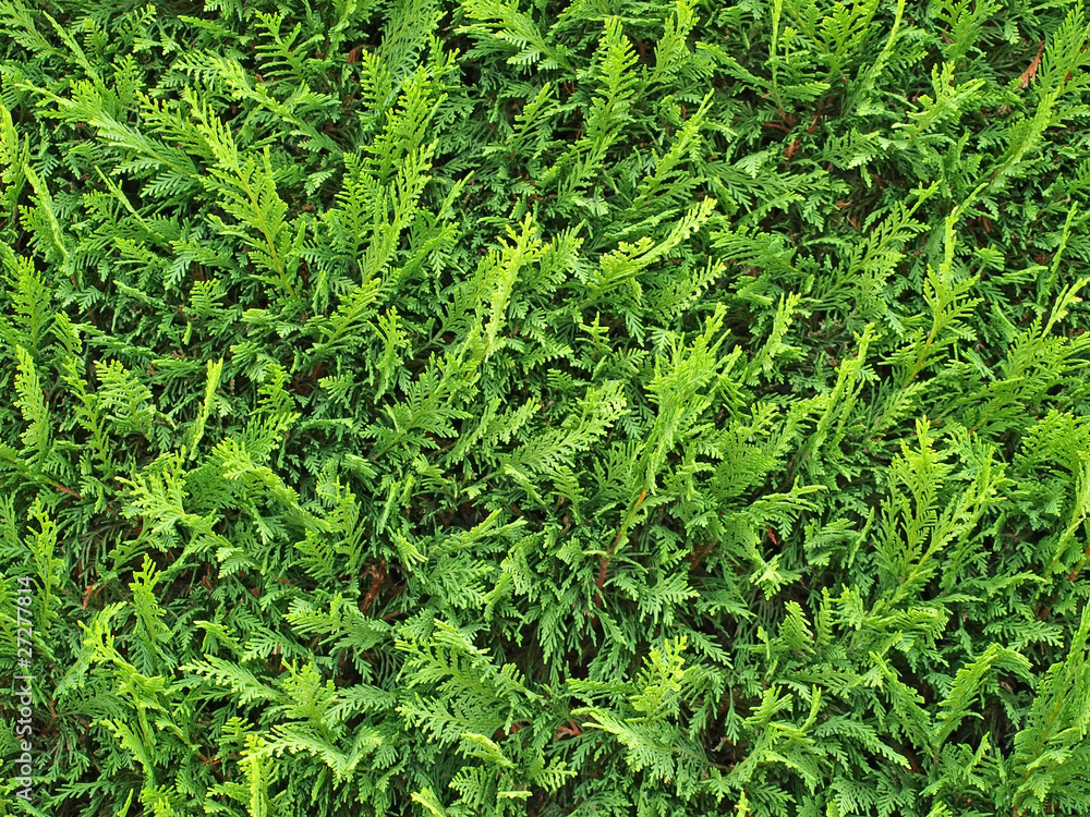 Plants texture. Can be used as background Plants texture. Can be used as background