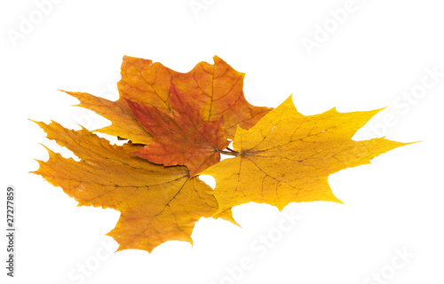 four maple leaf on white background