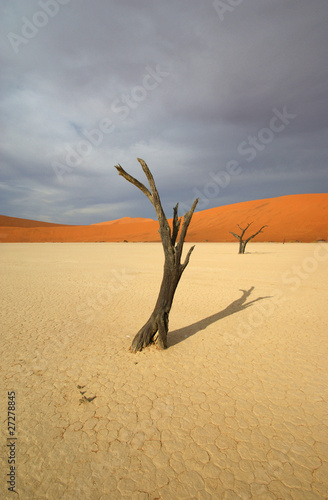 Dead Vlei 8