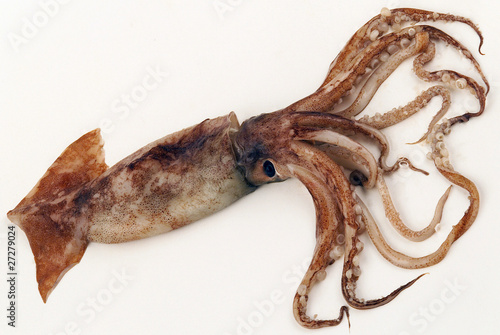 scupions calamars photo