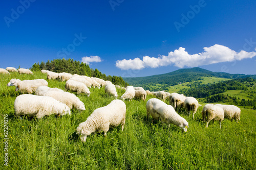 sheep herd, Mala Fatra, Slovakia photo