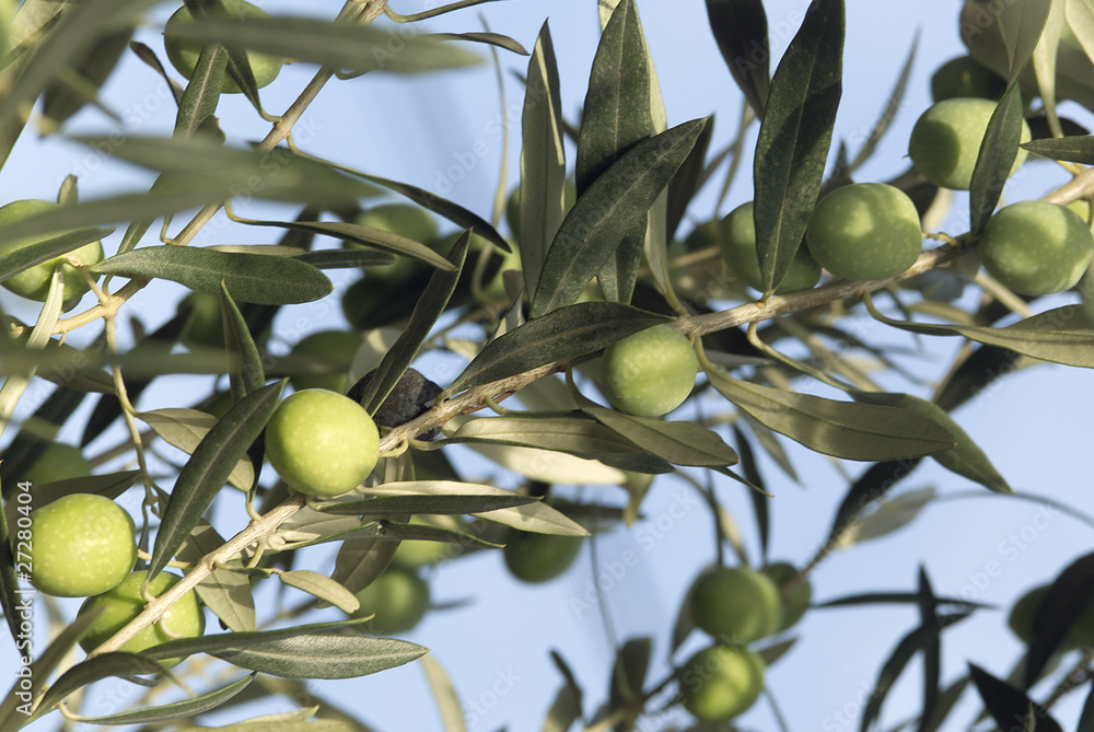 branches d'olivier chargées d'olives branches d'olivier chargées d'olives