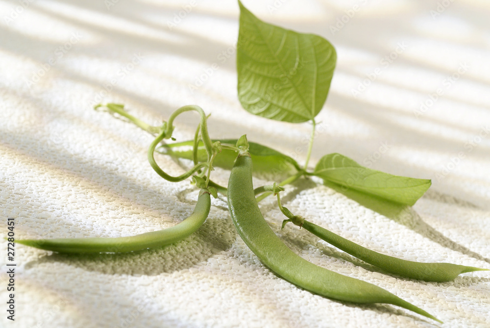 Obraz premium haricot verts sur branche