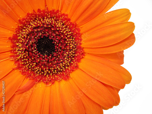 Flower orange gerbera
