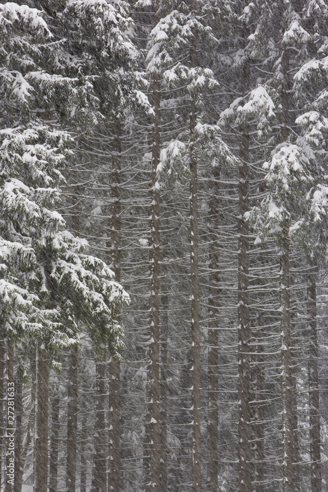 Fototapeta premium winter forest