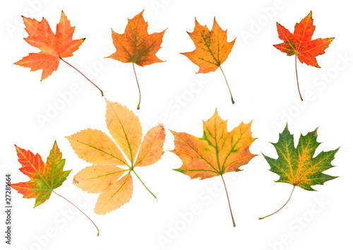 collection beautiful colorful autumn leaves