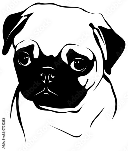 Pug