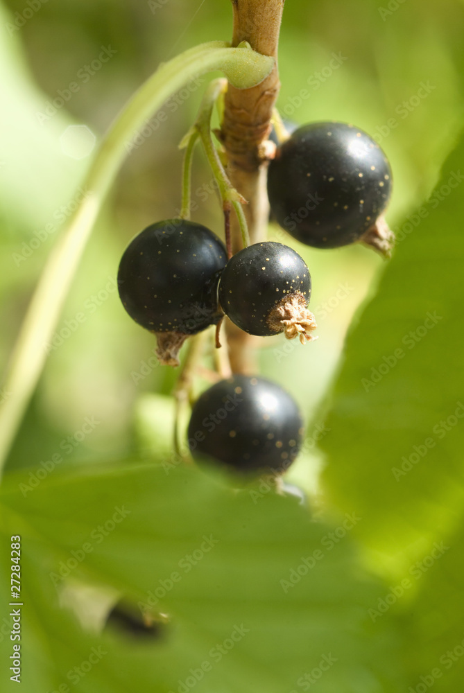 Cassis Cassis