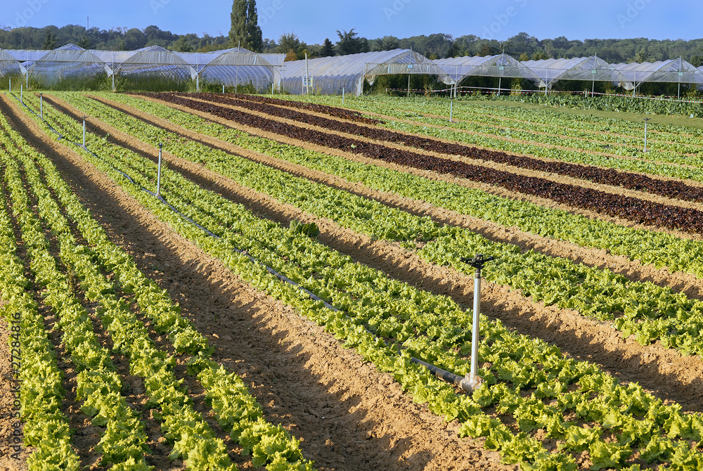 Champ de laitues