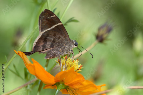 Potrillo skipper - (Cabares potrillo) photo