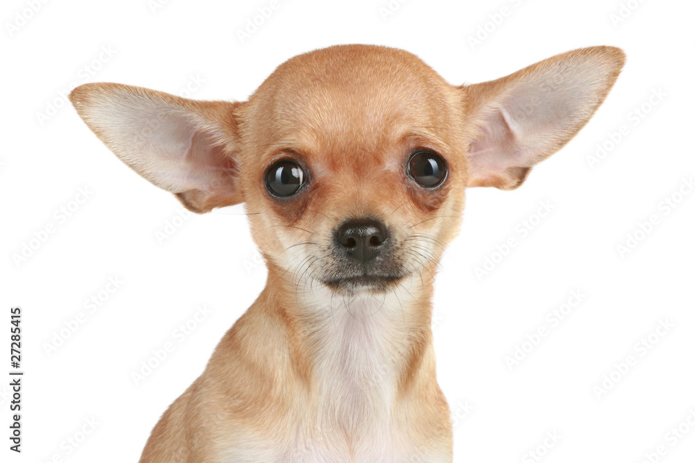 Portrait of a funny chihuahua puppy