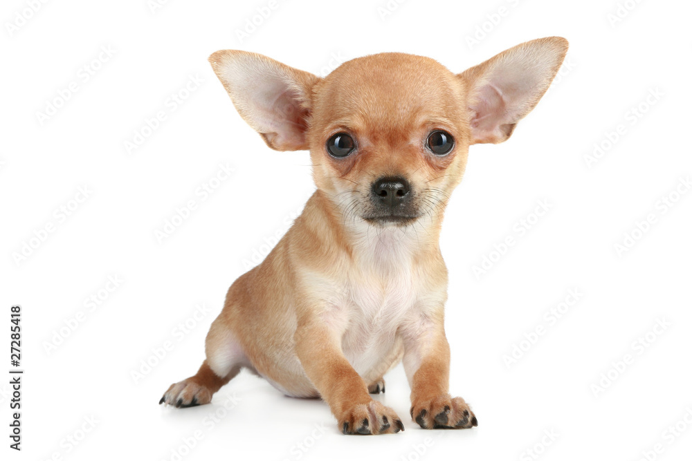 Funny puppy chihuahua