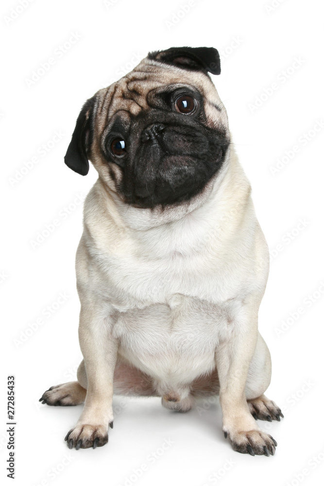 Funny pug puppy sitting on a white background Funny pug puppy sitting on a white background