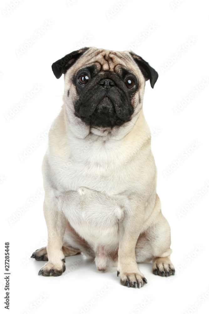 Funny pug puppy sitting on a white background