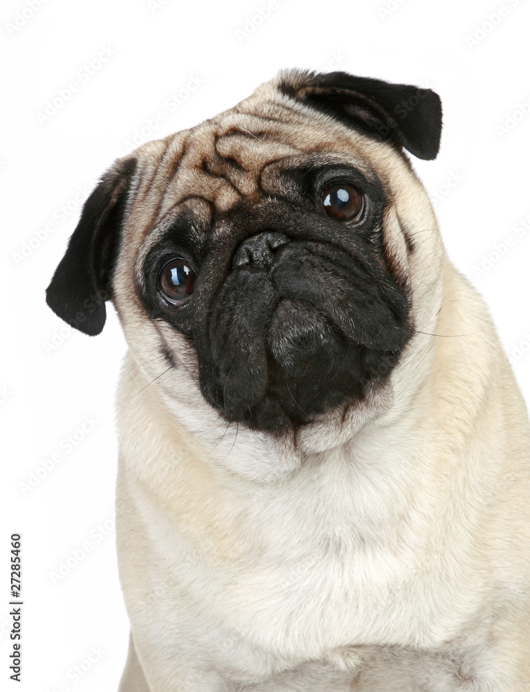 Funny pug puppy sitting on a white background