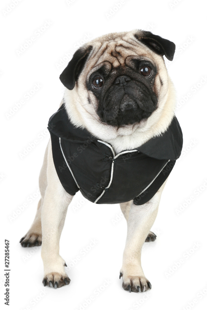 Funny pug in black clothes on white background