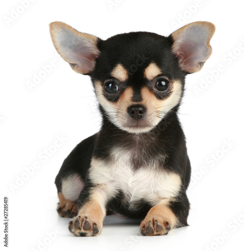 Funny puppy chihuahua lying on white background