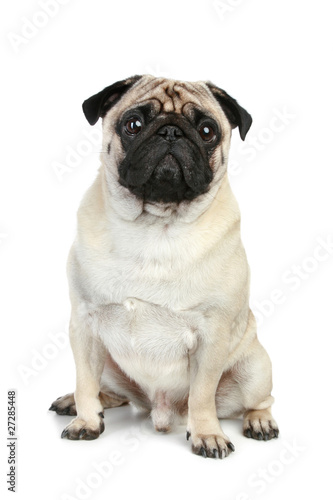 Funny pug puppy sitting on a white background © jagodka