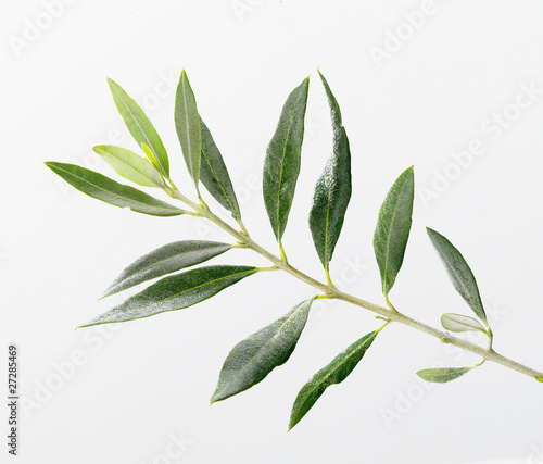 Branche D Olivier Stock Photo Adobe Stock