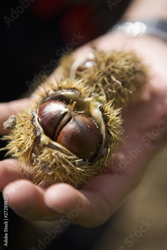 Wallpaper Mural Châtaigne dans sa bogue Torontodigital.ca