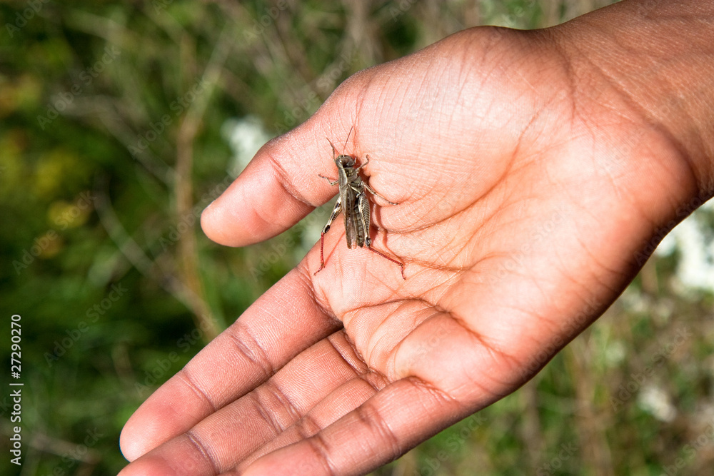 grasshopper in hand