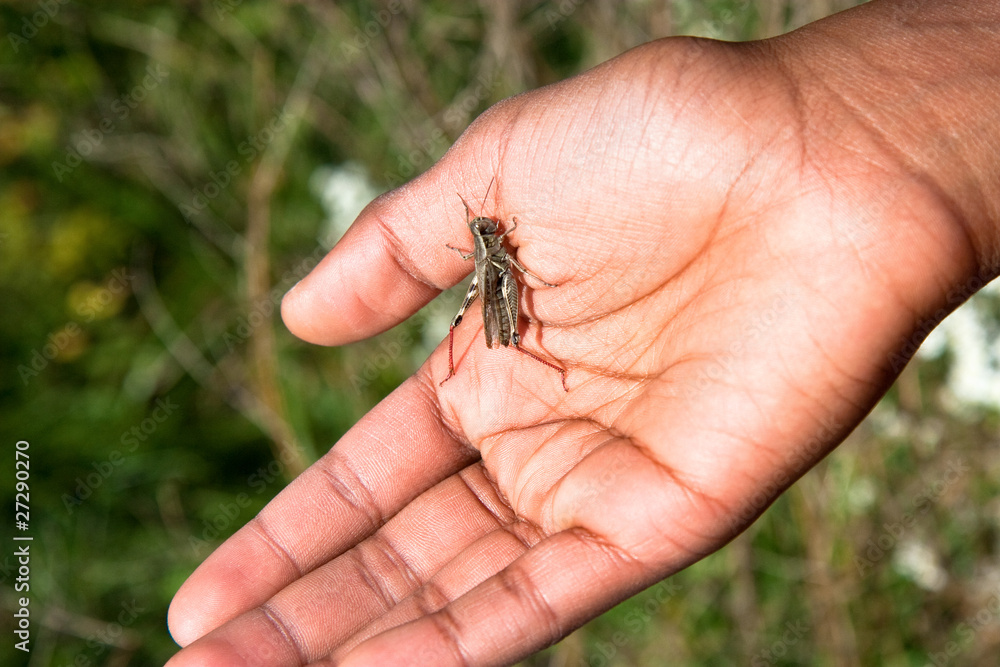 Obraz premium grasshopper in hand