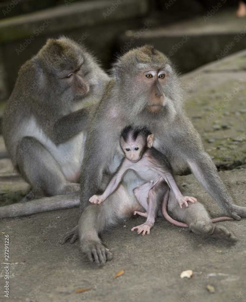 Fototapeta premium monkey