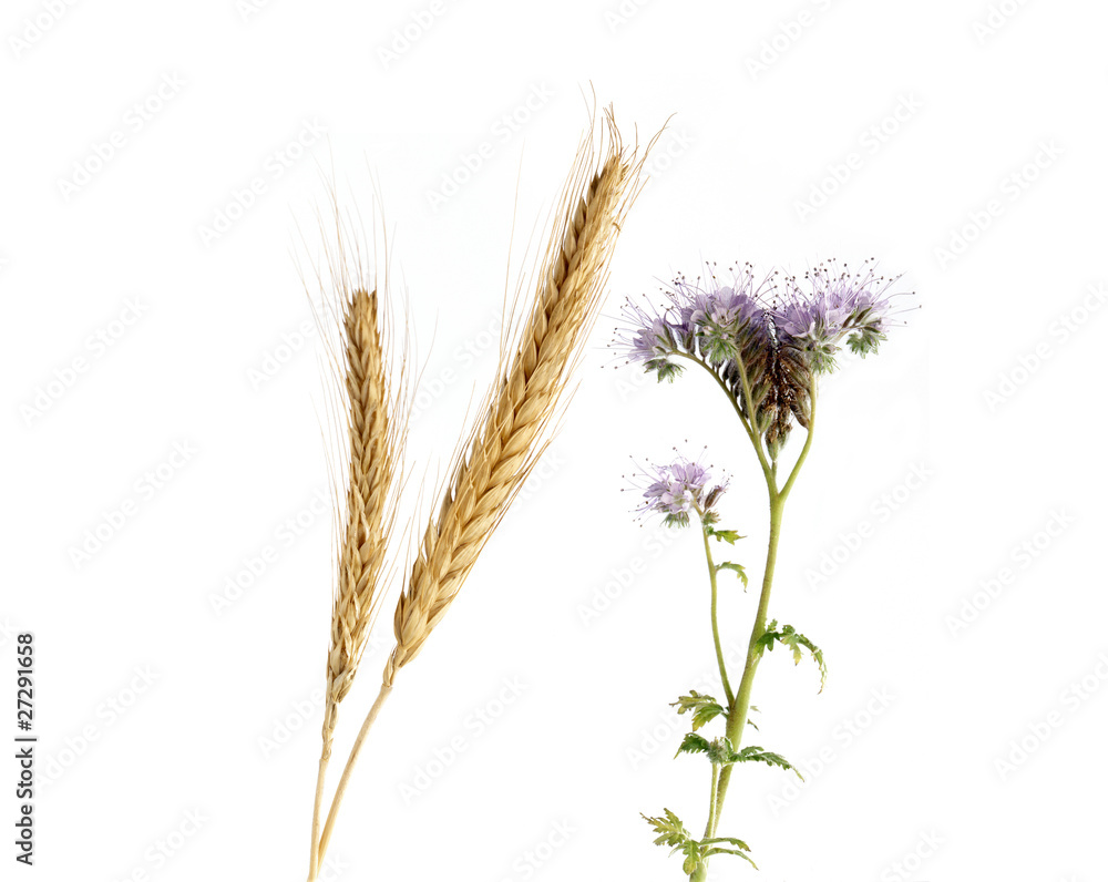 Épi et fleur de blé Épi et fleur de blé
