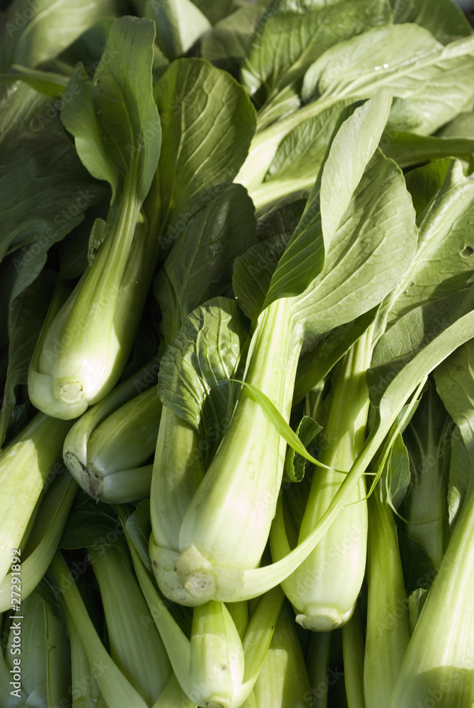 Fototapeta premium Chou pak-choi