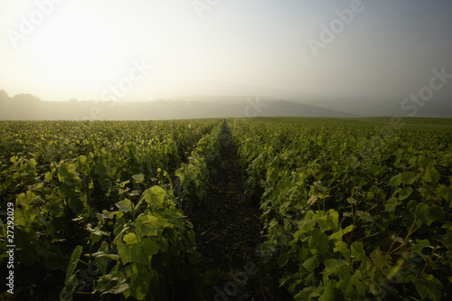 Vignobles de champagne Hautvillers photo
