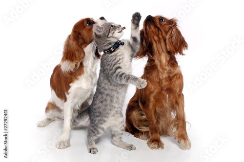 kleine Katze und zwei Hunde