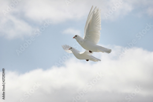 Two white doves flying