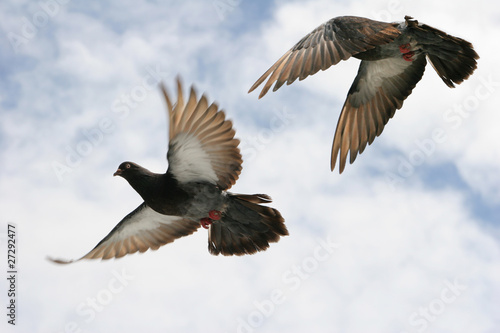 Beautiful pigeon flying