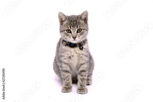 Kleine Katze mit Halsband sitzend