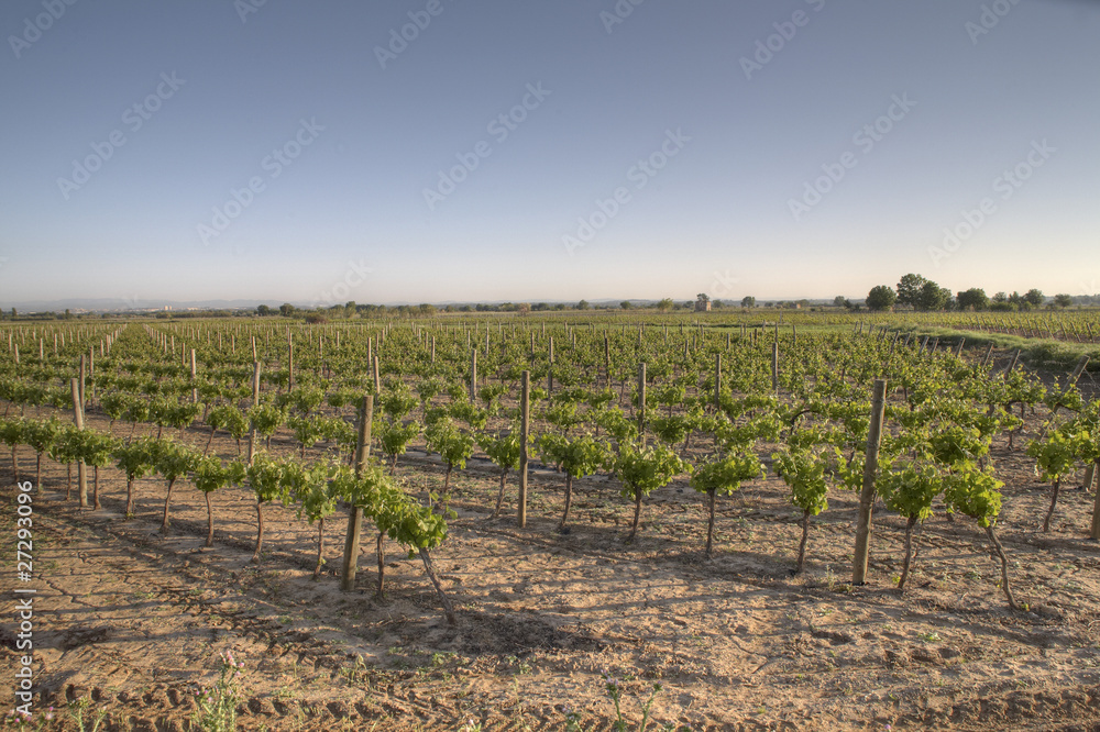 Vignes