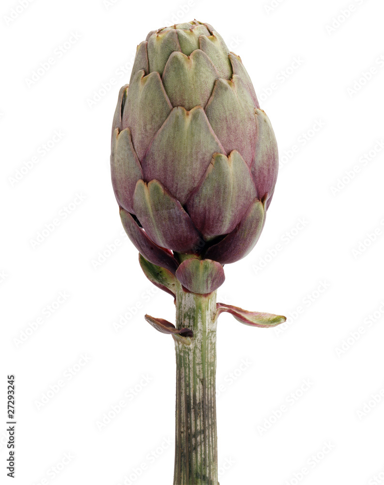 Fototapeta premium Artichaut détourable