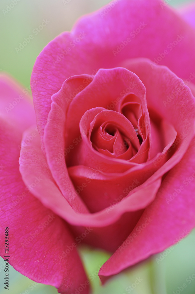 Fototapeta premium Róża