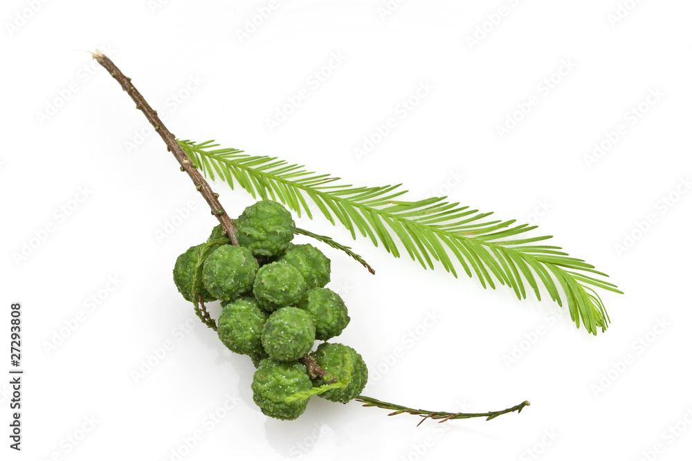 Fototapeta premium Bald Cypress Cones and Leaves