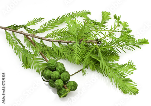 Bald Cypress Cones and Leaves photo