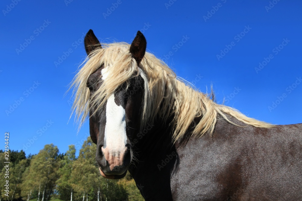 Fototapeta premium Schwarzwälder Kaltblut