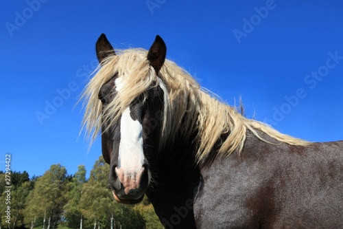 Fototapeta Naklejka Na Ścianę i Meble -  Schwarzwälder Kaltblut