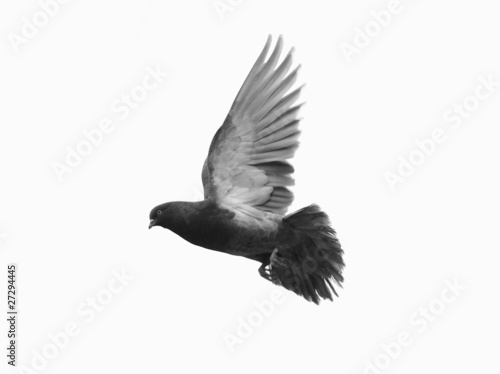 Grey pigeon in flight