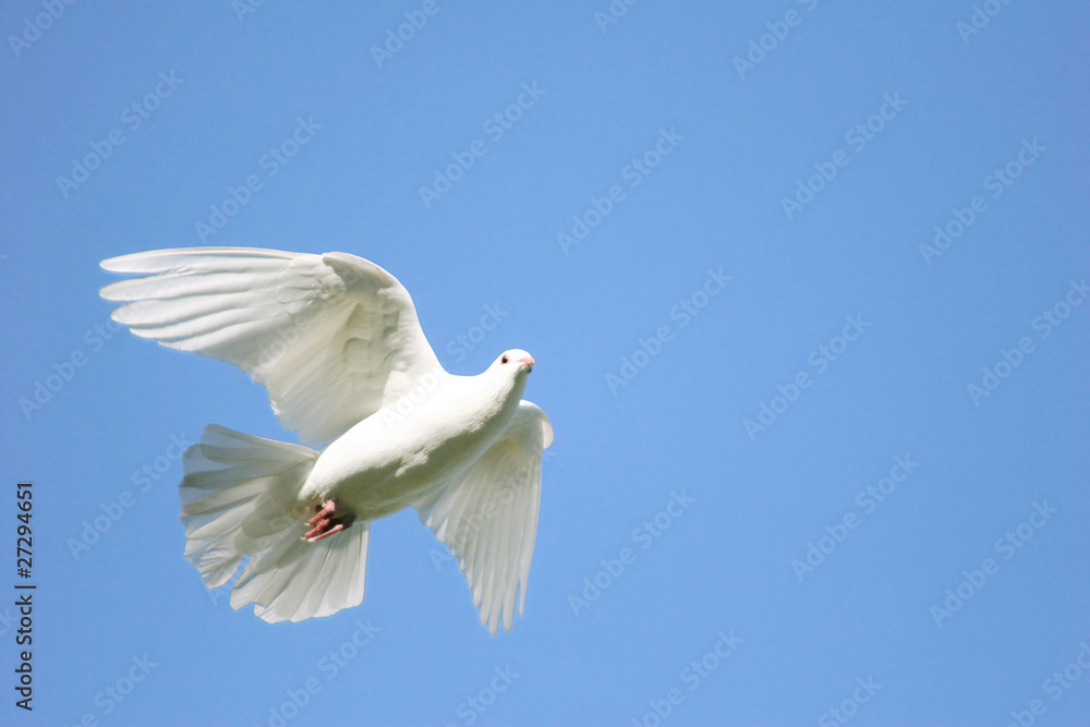Obraz premium White dove in flight