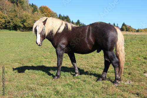Fototapeta Naklejka Na Ścianę i Meble -  Schwarzwälder Kaltblut